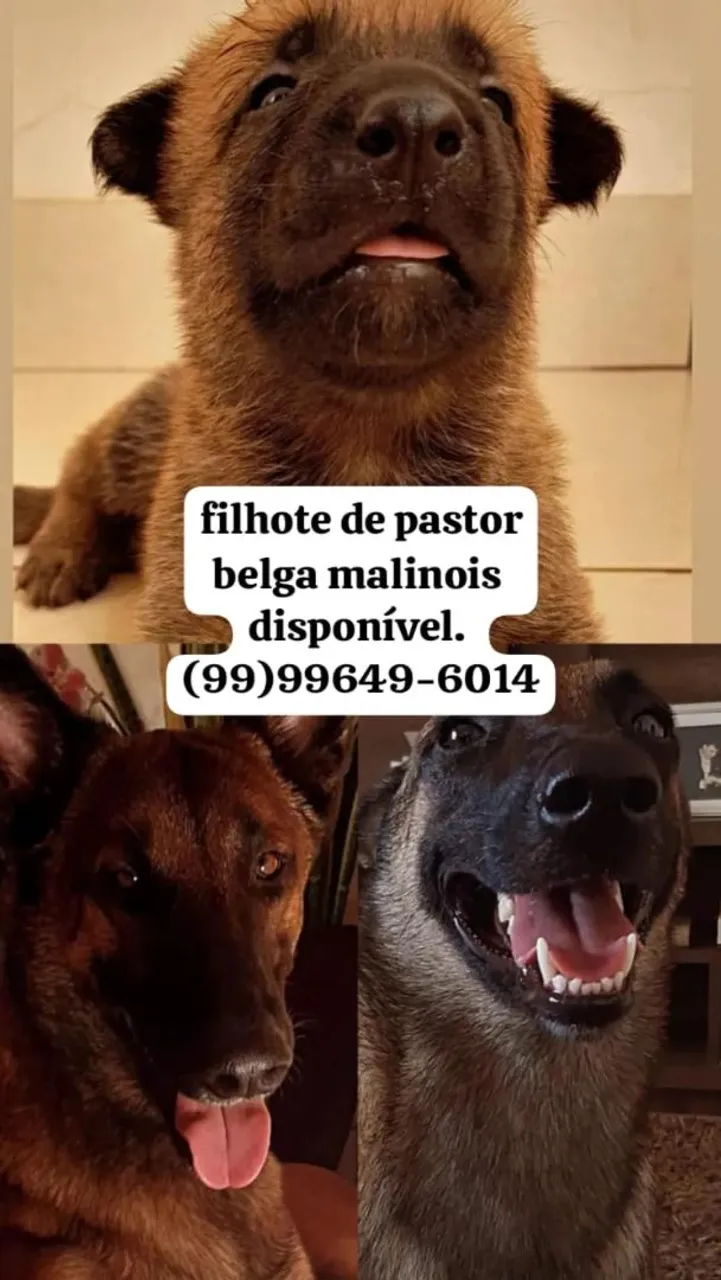 Filhote de Pastor Belga Malinois disponível
