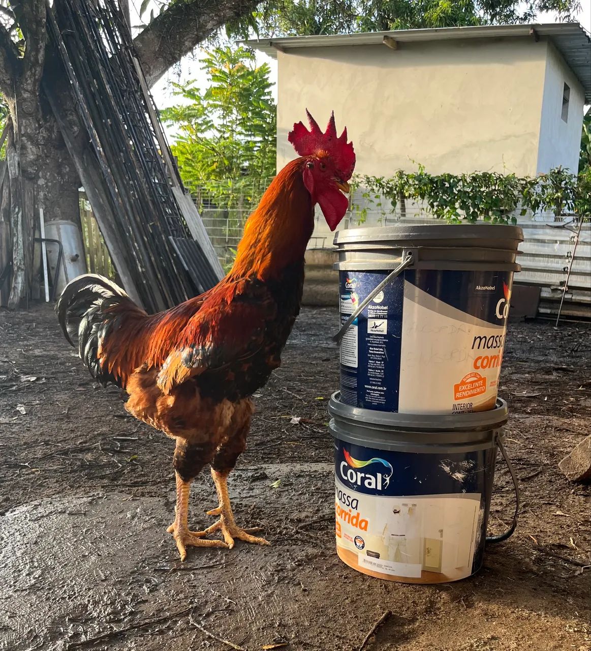 Ovos, pintinhos e frangos  - Foto 4