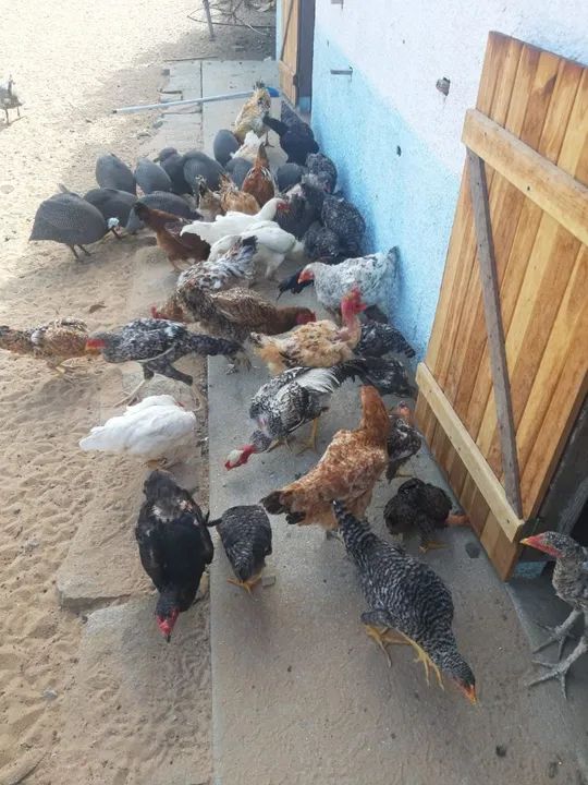 Galinhas caipiras, frangos e capotes/galinha de Angola.