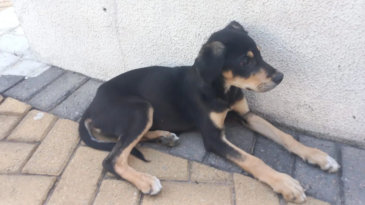 Filhote de cachorro abandonado para adoção - Foto 5