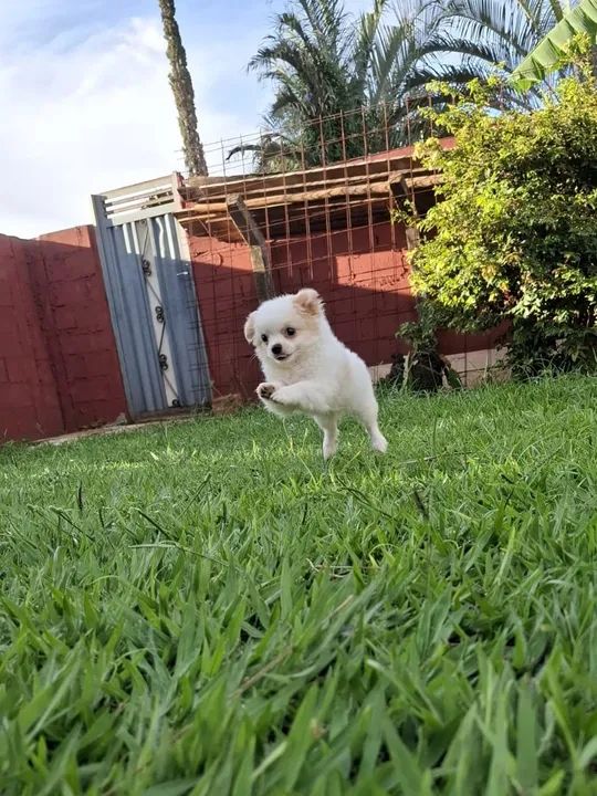 Filhote de Chihuahua - Fofo e Brincalhão - Foto 2
