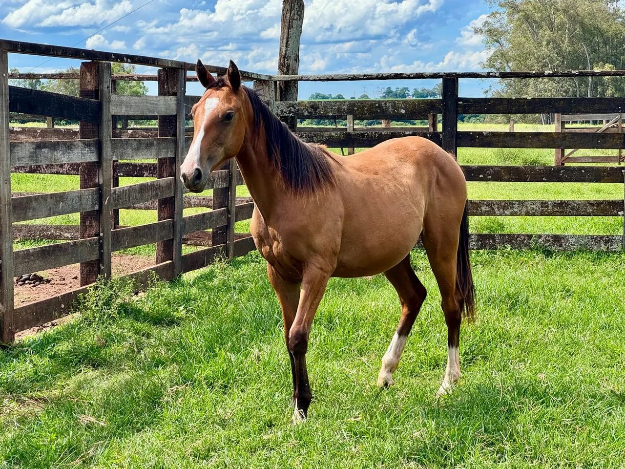 Potra pura streak of fling 