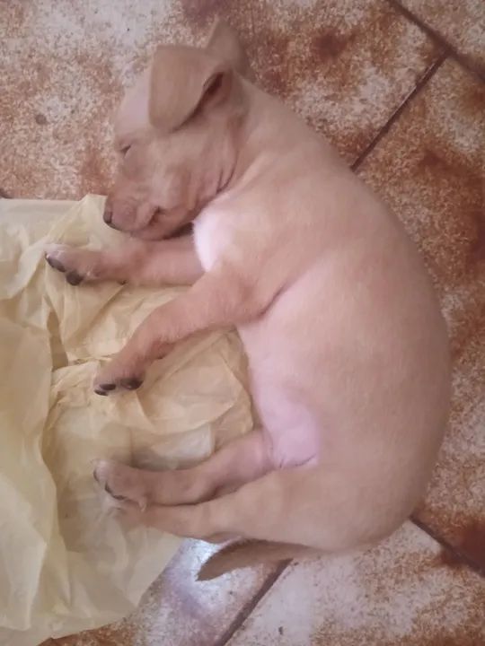 Filhote de Pincher fêmea baixou o preço pra vender logo de 350 por 250 - Foto 2