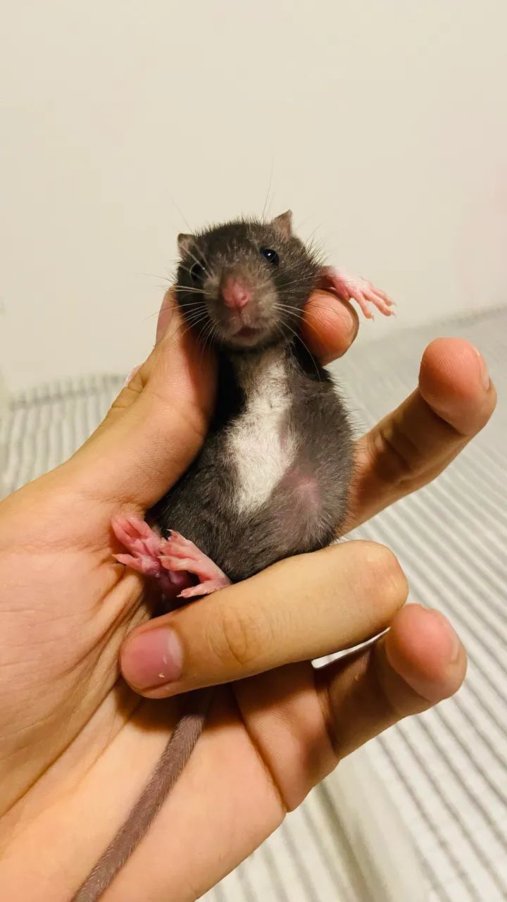 Filhotes de rato Twister / Mercol  - Foto 2