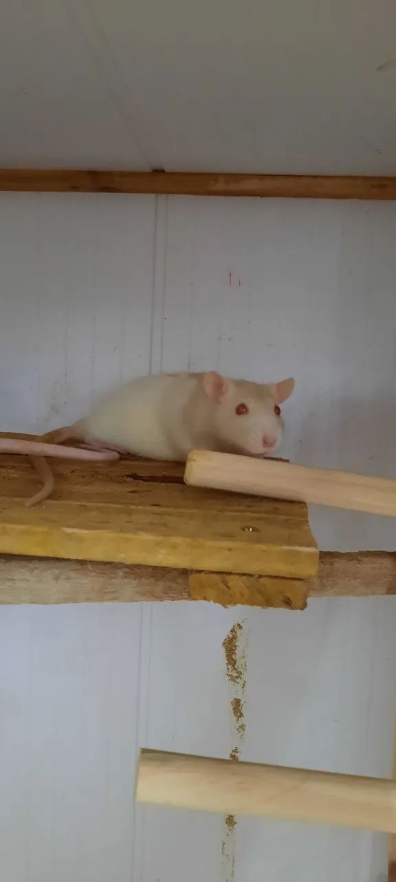 Ratos brancos fofinhos para venda - Foto 2