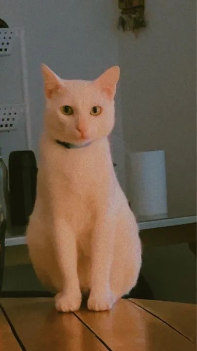 Gato branco de estimação disponível para adoção