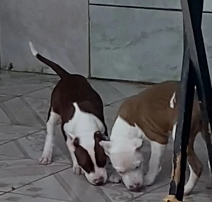 PITBULL FILHOTES TOP-DIVIDO NO CARTÃO