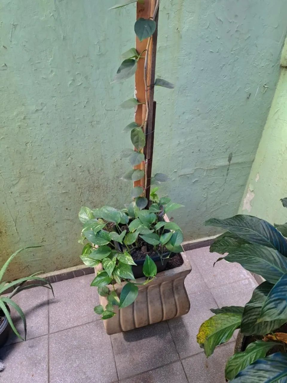 Vaso lindo  - Foto 3