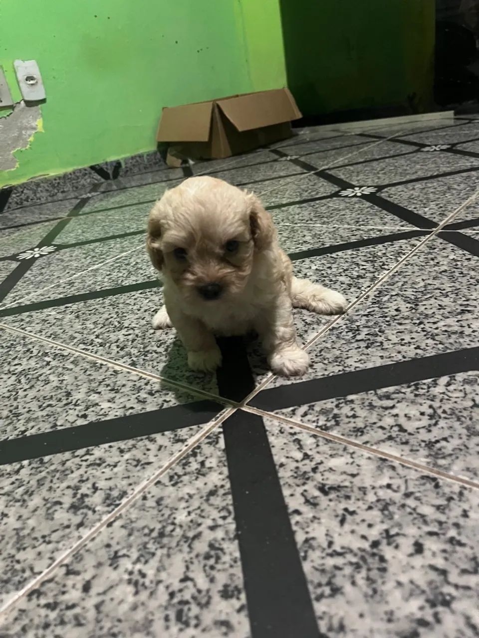 Filhote de Poodle