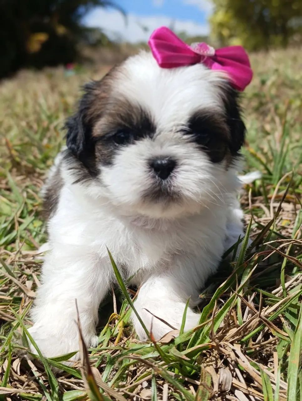 ShihTzu  - Foto 5