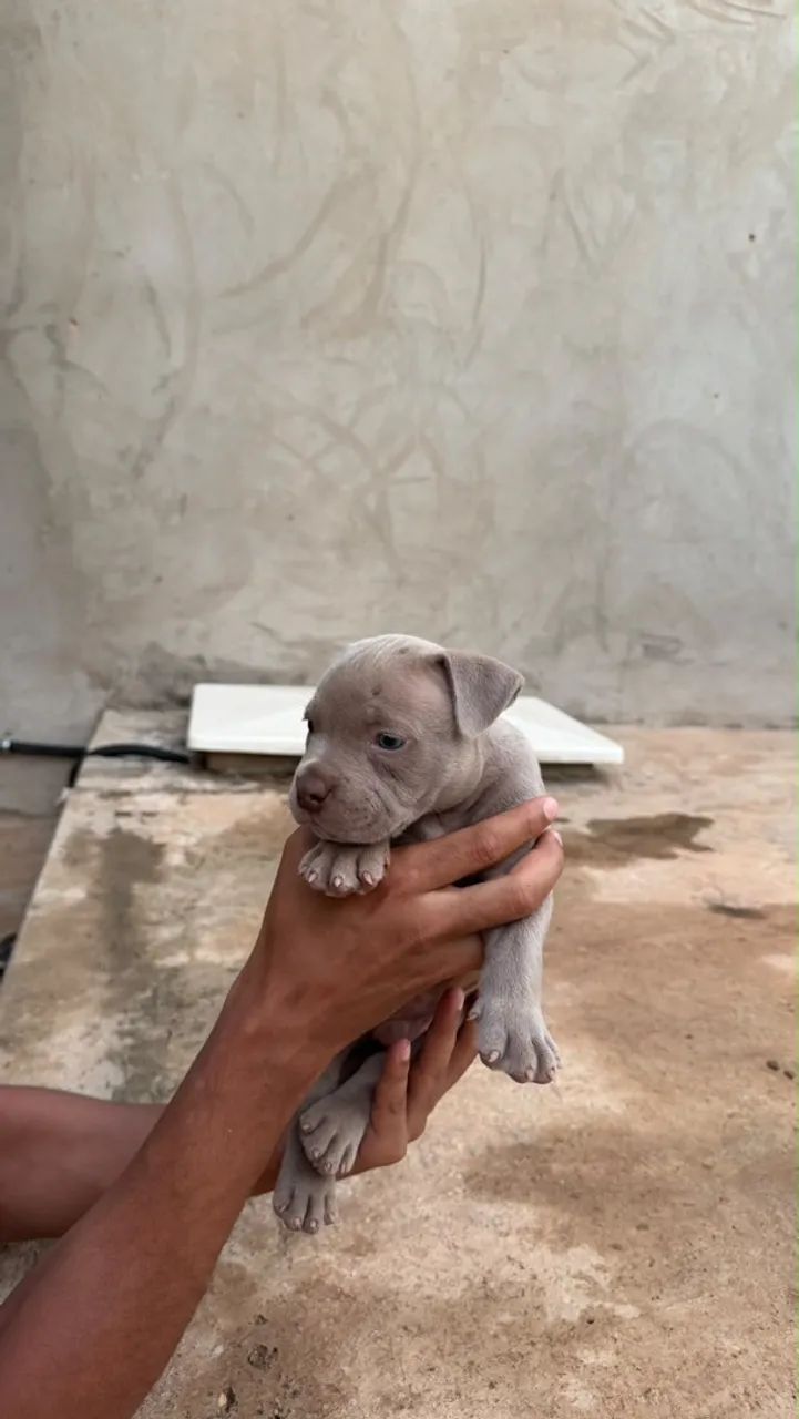 Filhotes american bully  - Foto 5