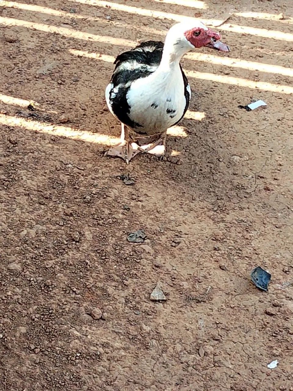 Pato