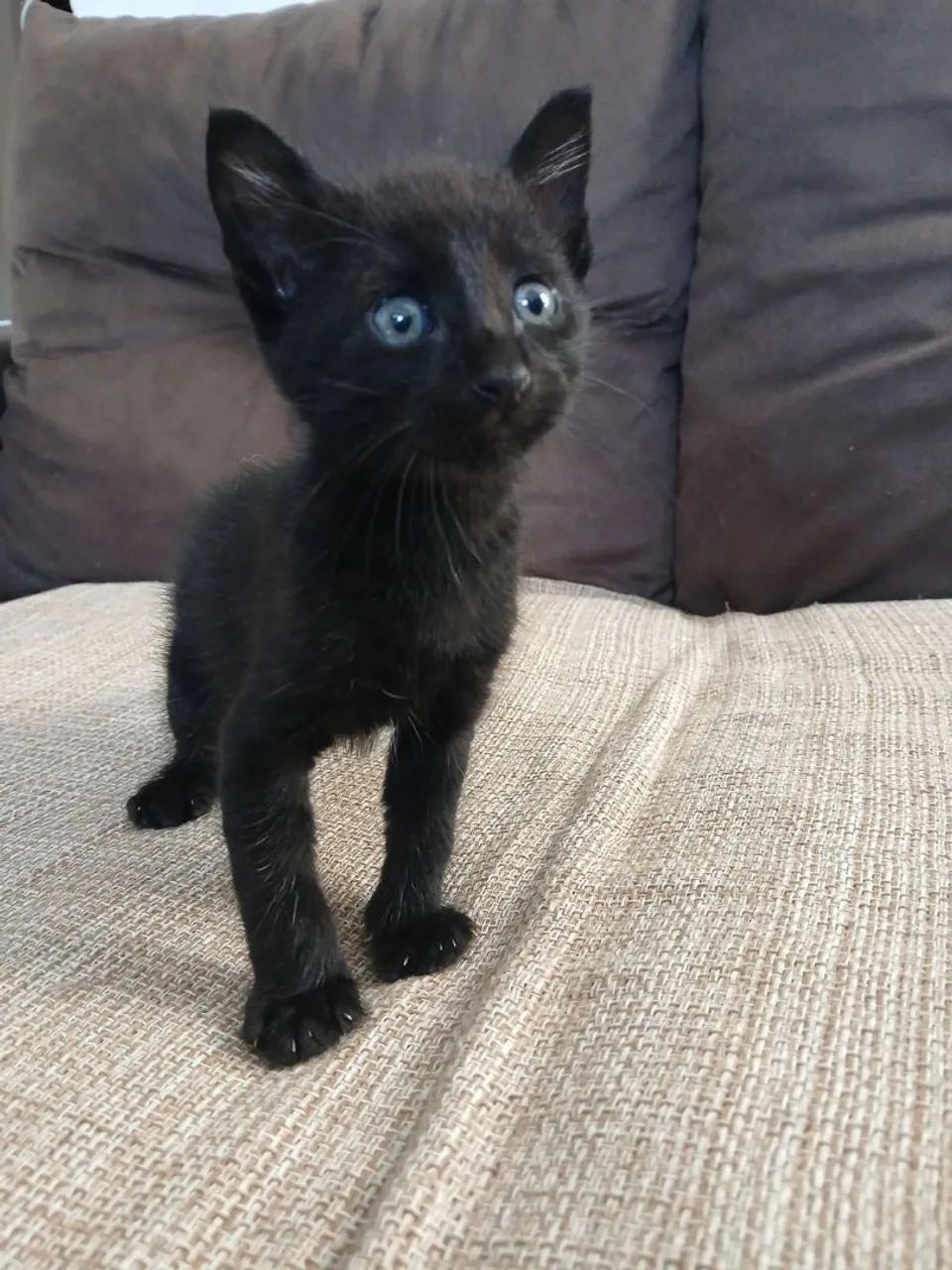 gatinho para doação  - Foto 3