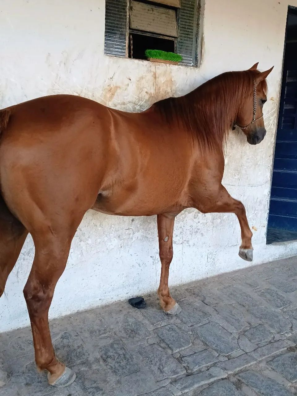 Cobertura Garanhão QM Eternal Haidas HPR 