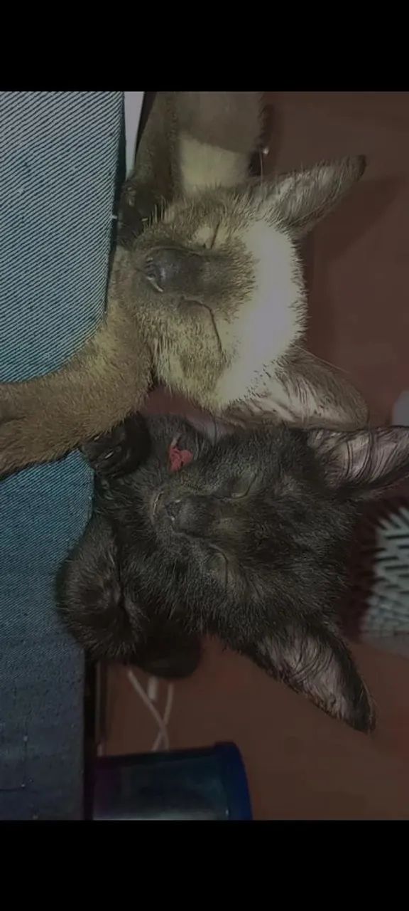 Gato pra adoção  - Foto 5