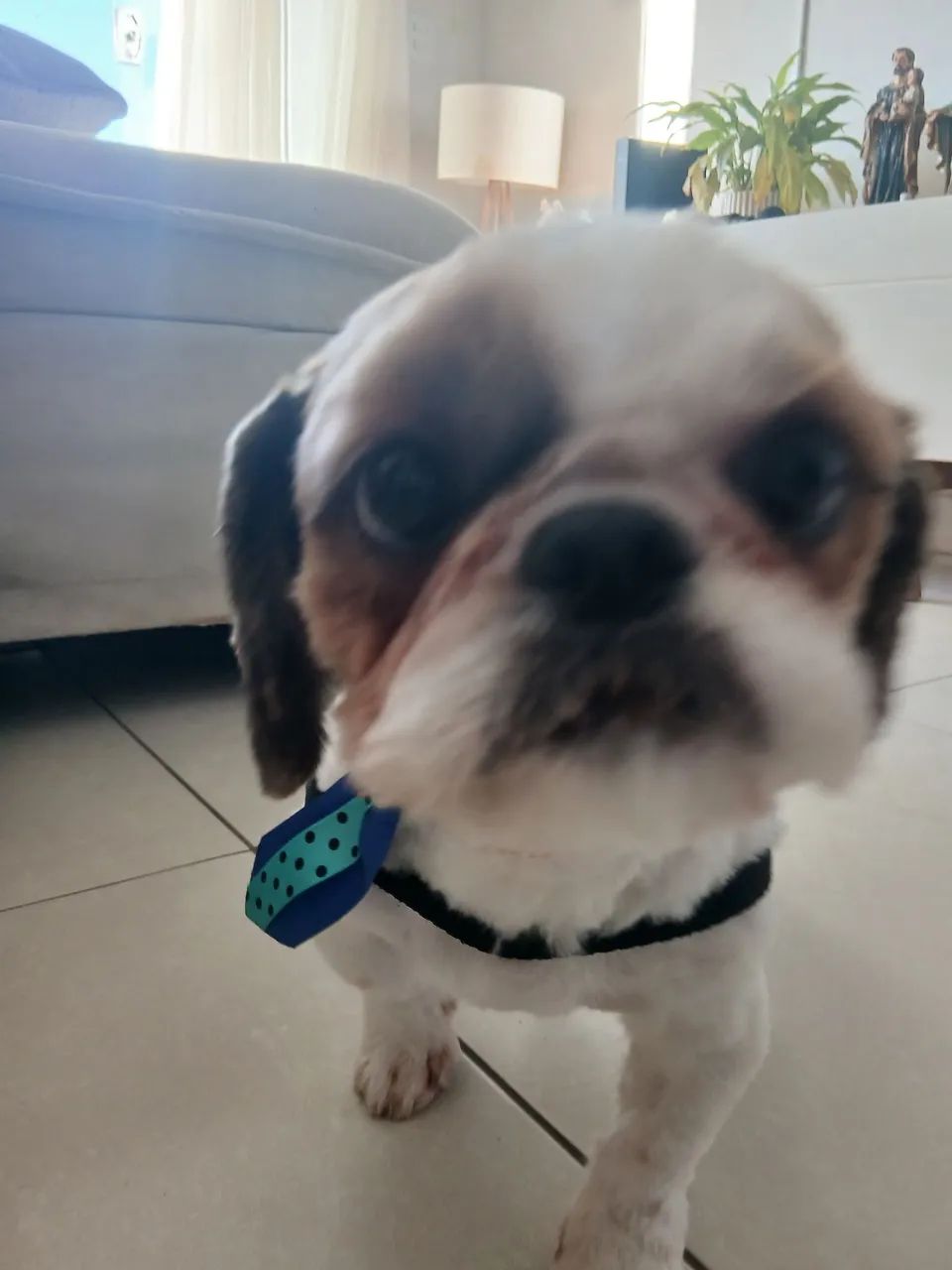 Vendo cachorro macho 10 mes