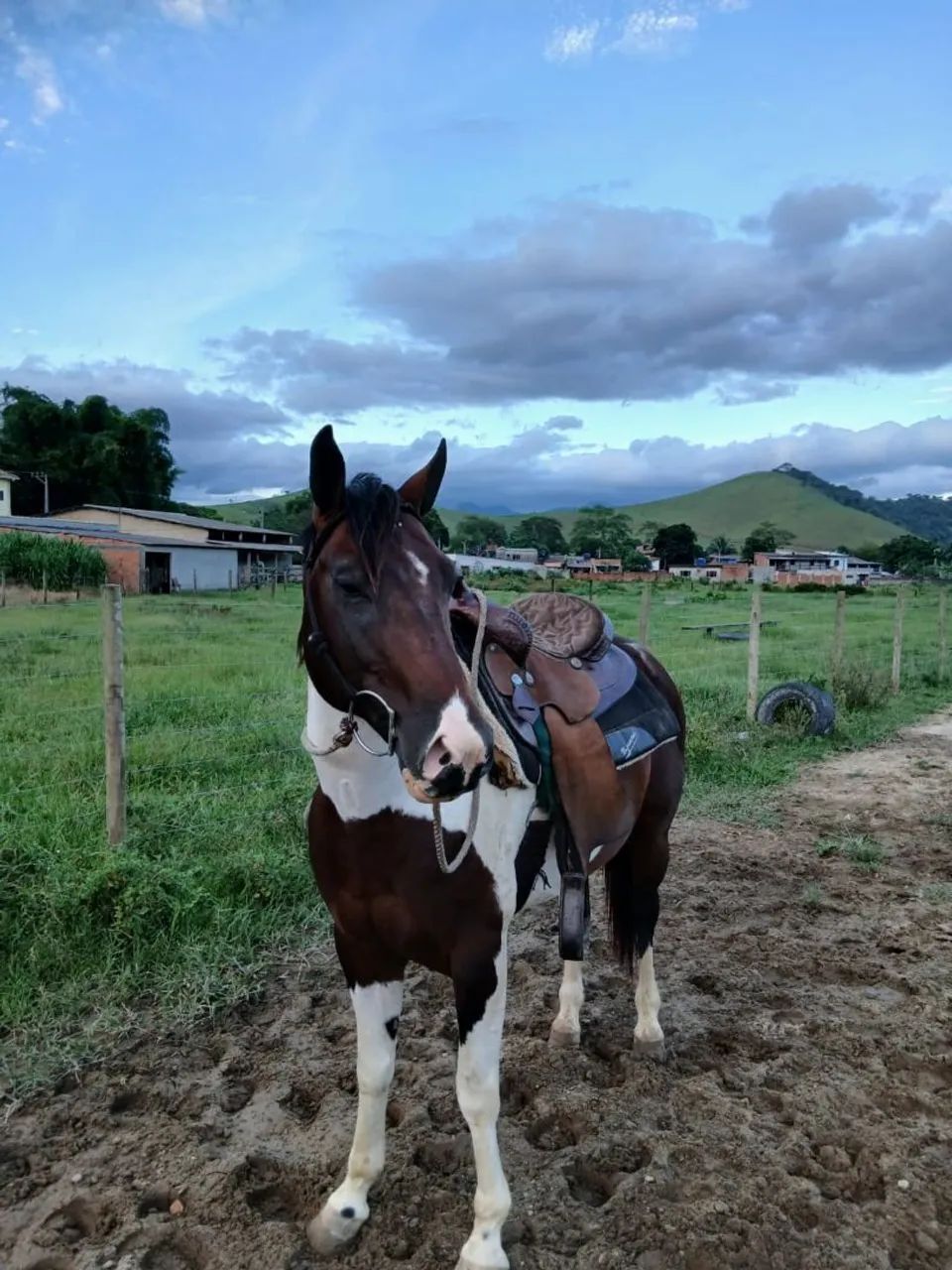 CAVALO QUARTO DE MILHA  - Foto 2