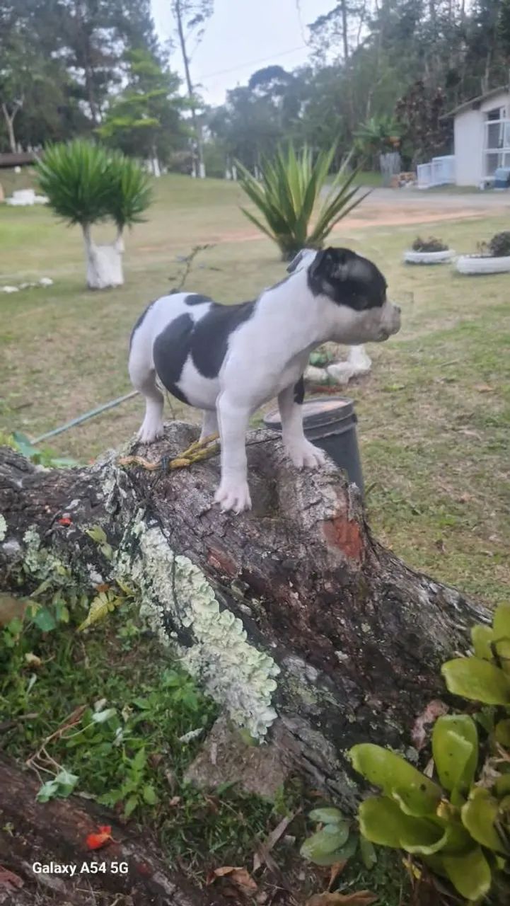 American Bully macho  - Foto 2