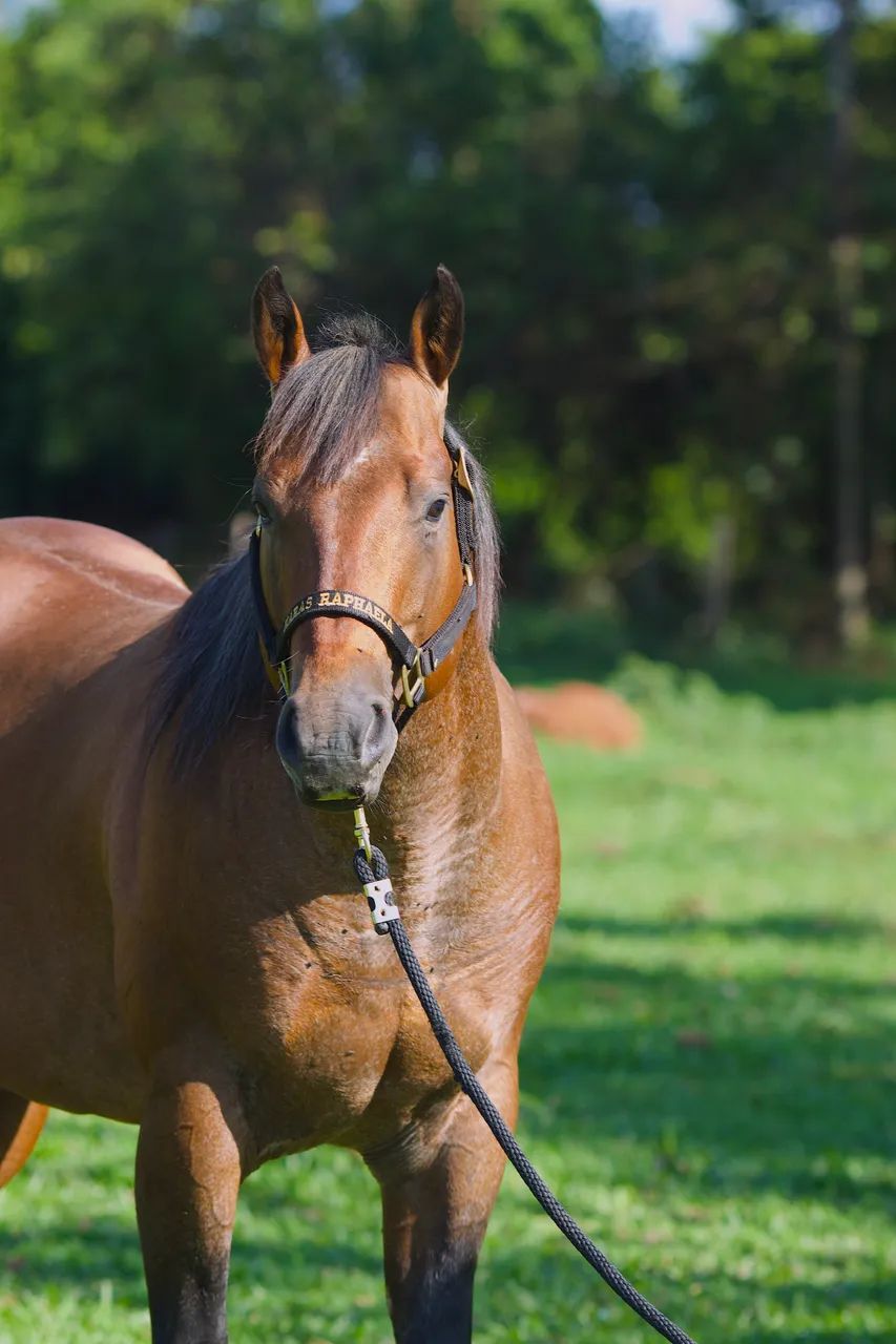 Cavalo garanhão quarto de milha registrado - Foto 2