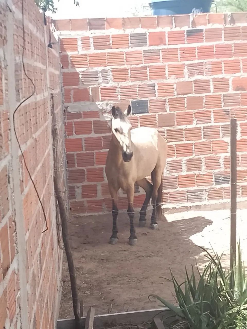 Vendo e trocar um cavalo de caminhada