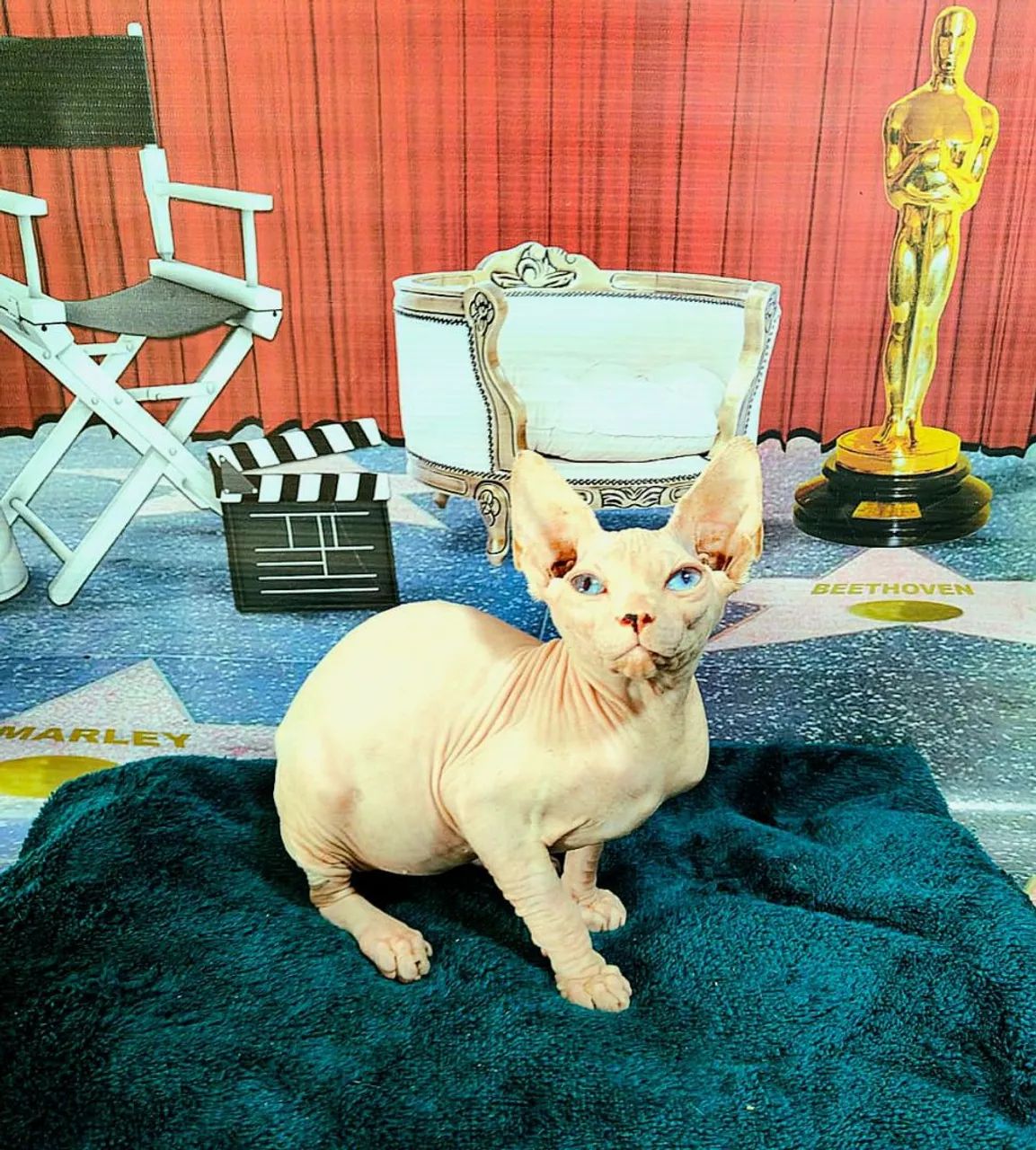 Sphynx macho branco lindo - Foto 3