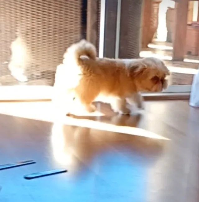 Cachorro  - Foto 3
