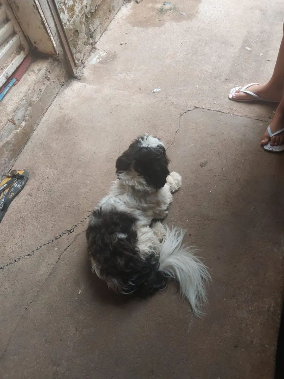 Shih tzu - Foto 2
