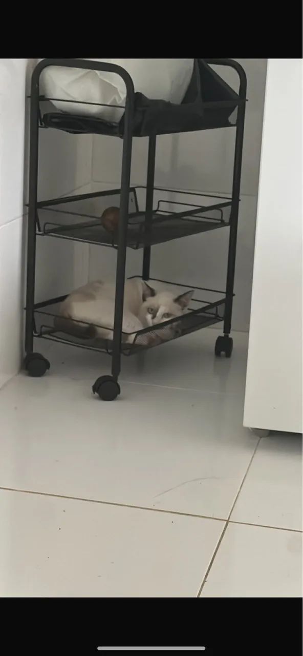 Gatinho