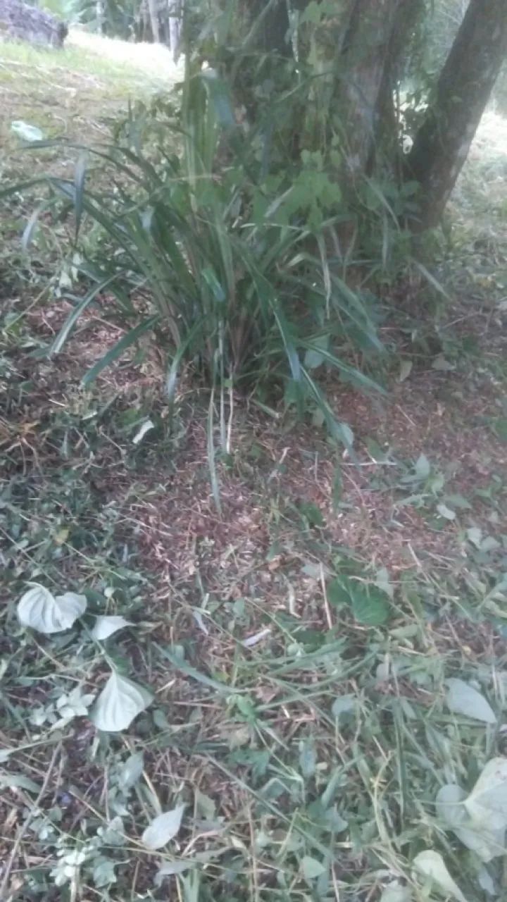 Terreno em São Sebastião, Palhoça/SC - Foto 5