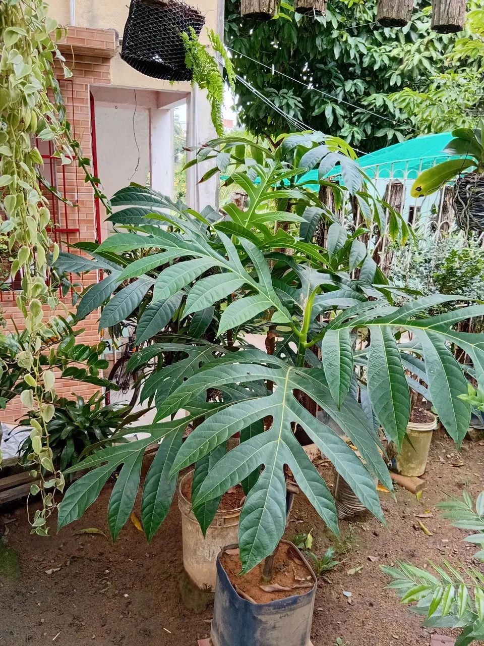 Muda de frutapão  - Foto 3