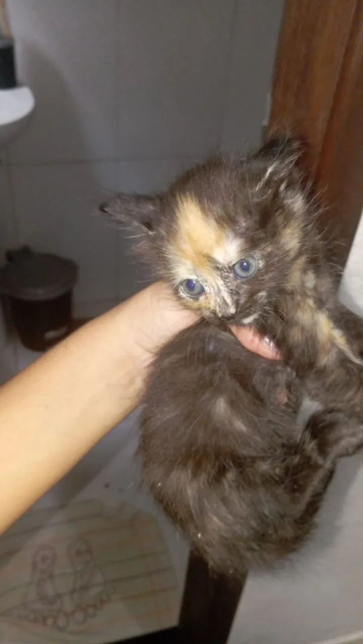 Gatos filhotes - Foto 4