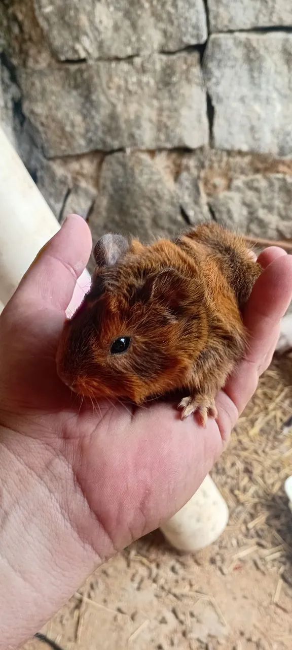 PORQUINHO DA INDIA - Foto 2