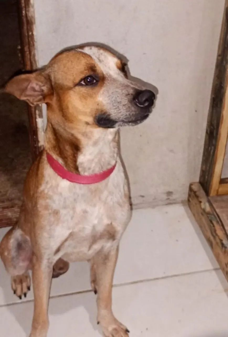 Doação  - Foto 4