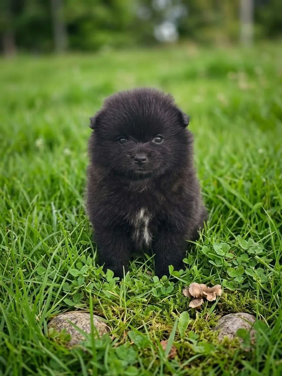 Spitz Alemão  - Foto 4