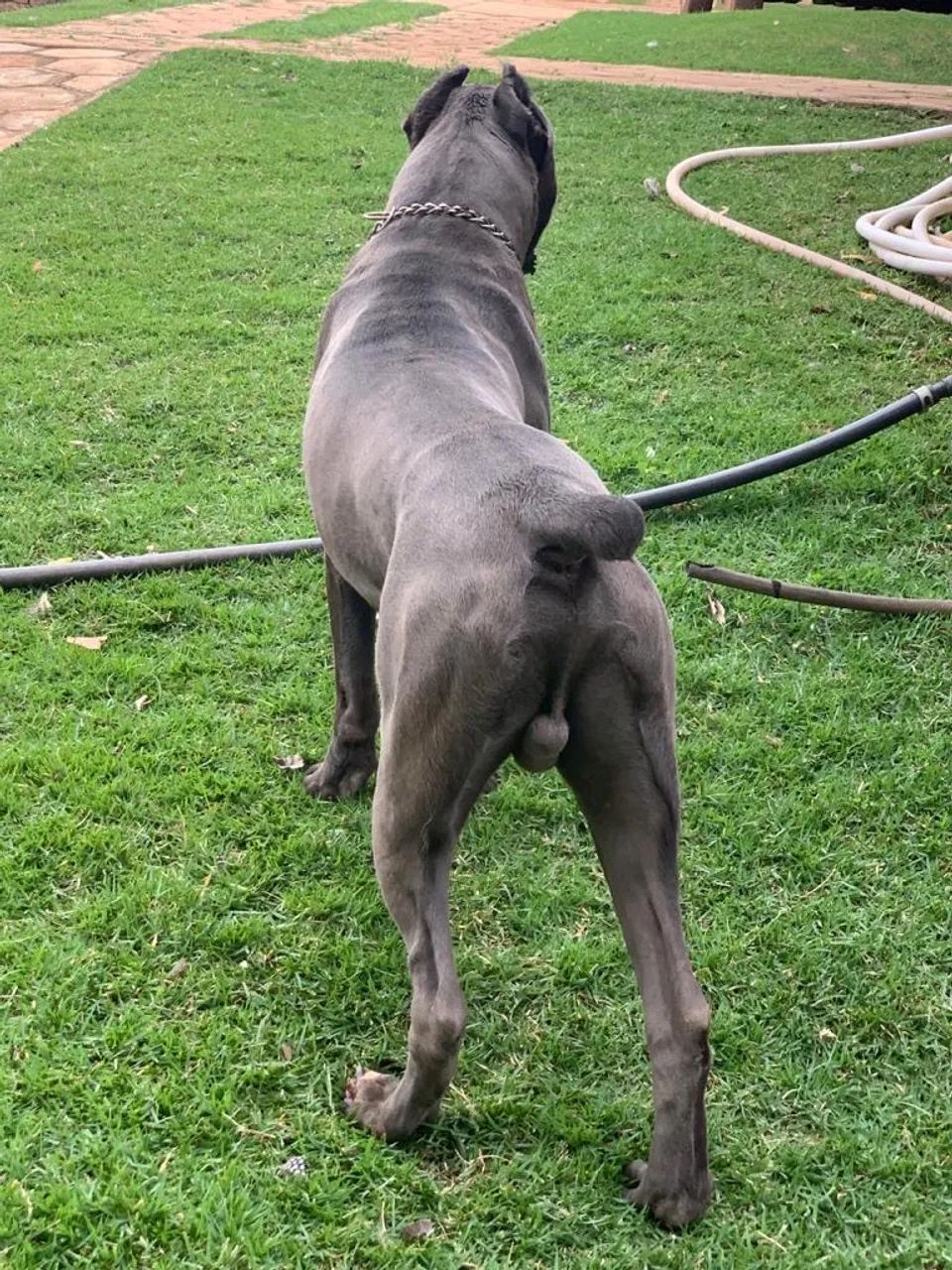 Cachorro  - Foto 3