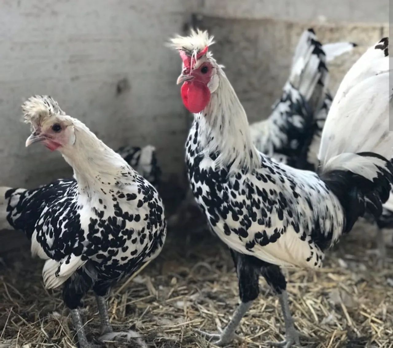 Galinha Brahma Red Pyle - Foto 5