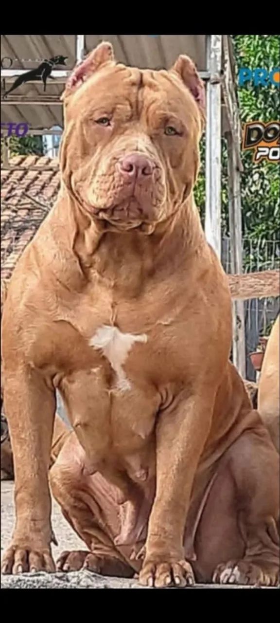 American pitmonster lilac - Foto 5