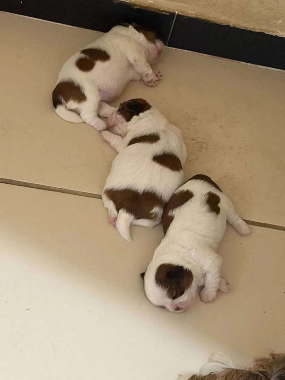 Cachorro  - Foto 5
