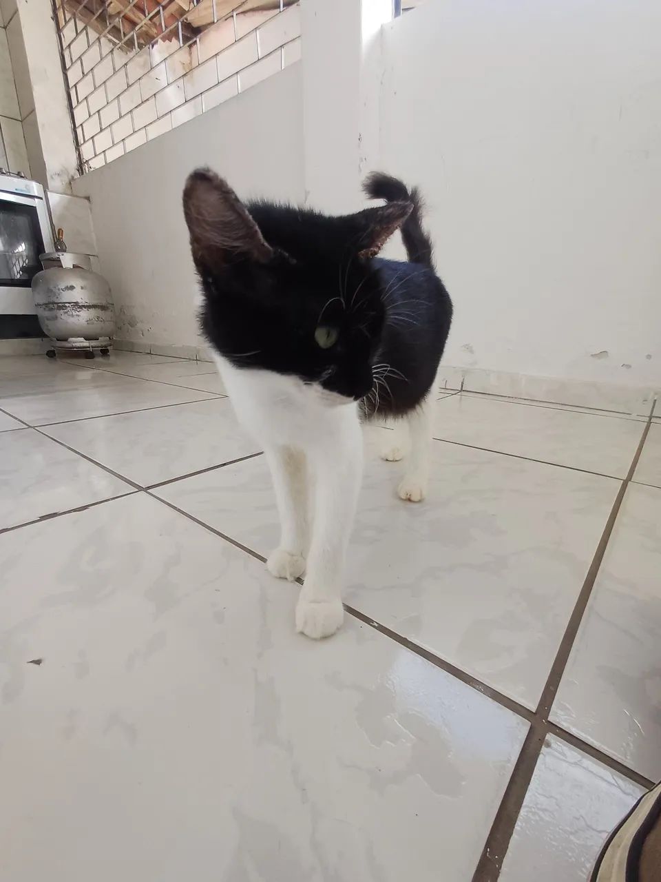 Doa-se uma gata  - Foto 4