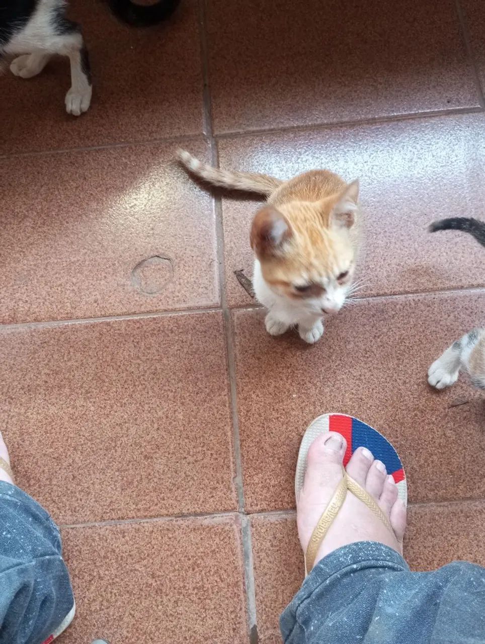 Doação de gatos - Foto 4