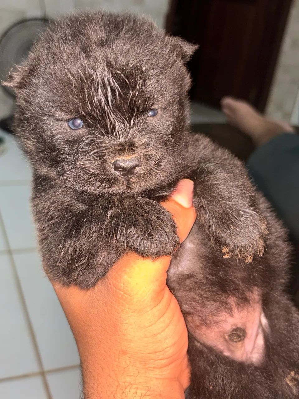Chow Chow disponível  - Foto 3
