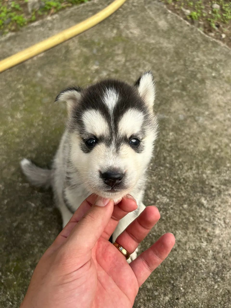 Husky Siberiano  - Foto 6