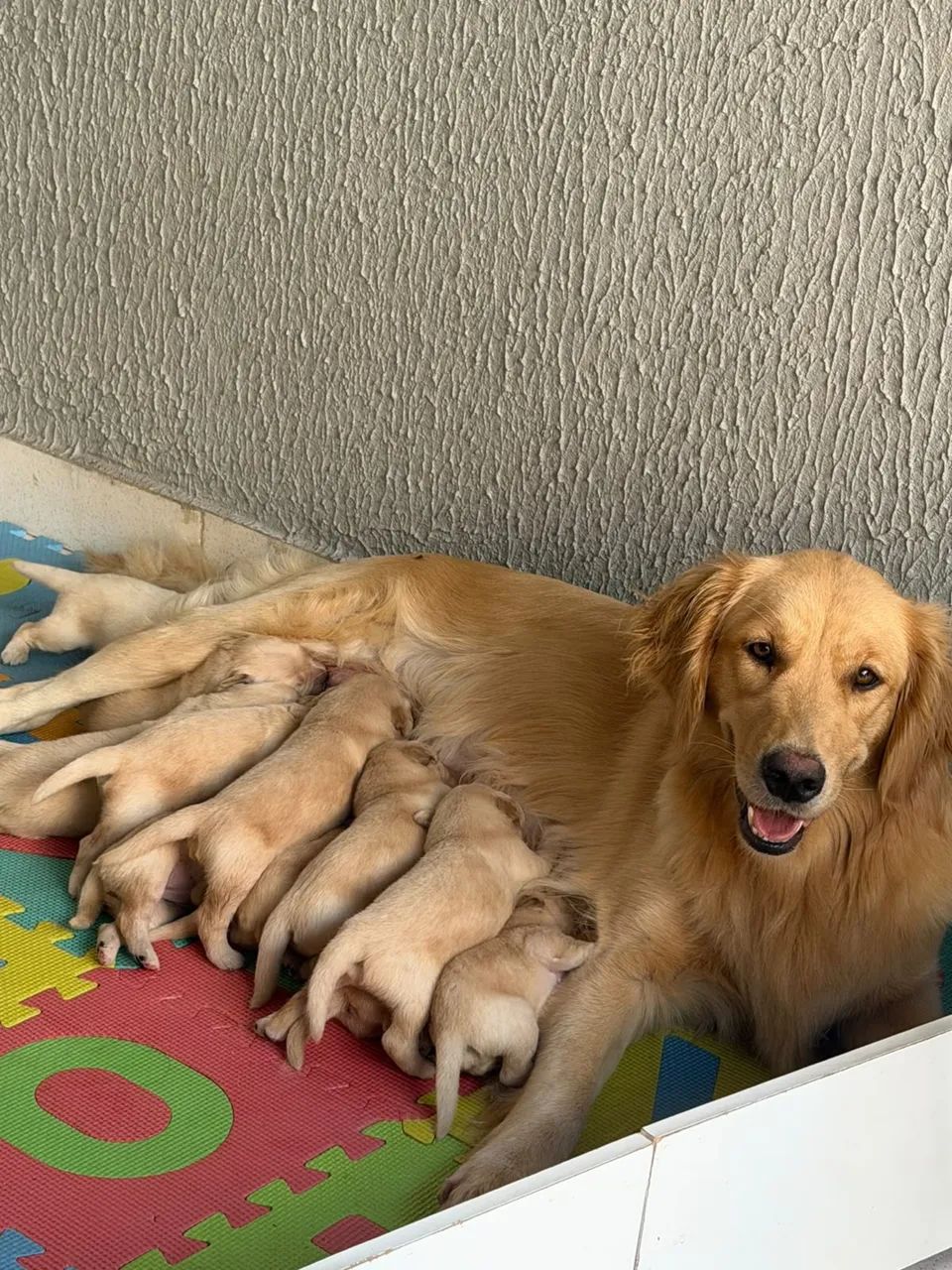 GOLDEN RETRIEVER ?