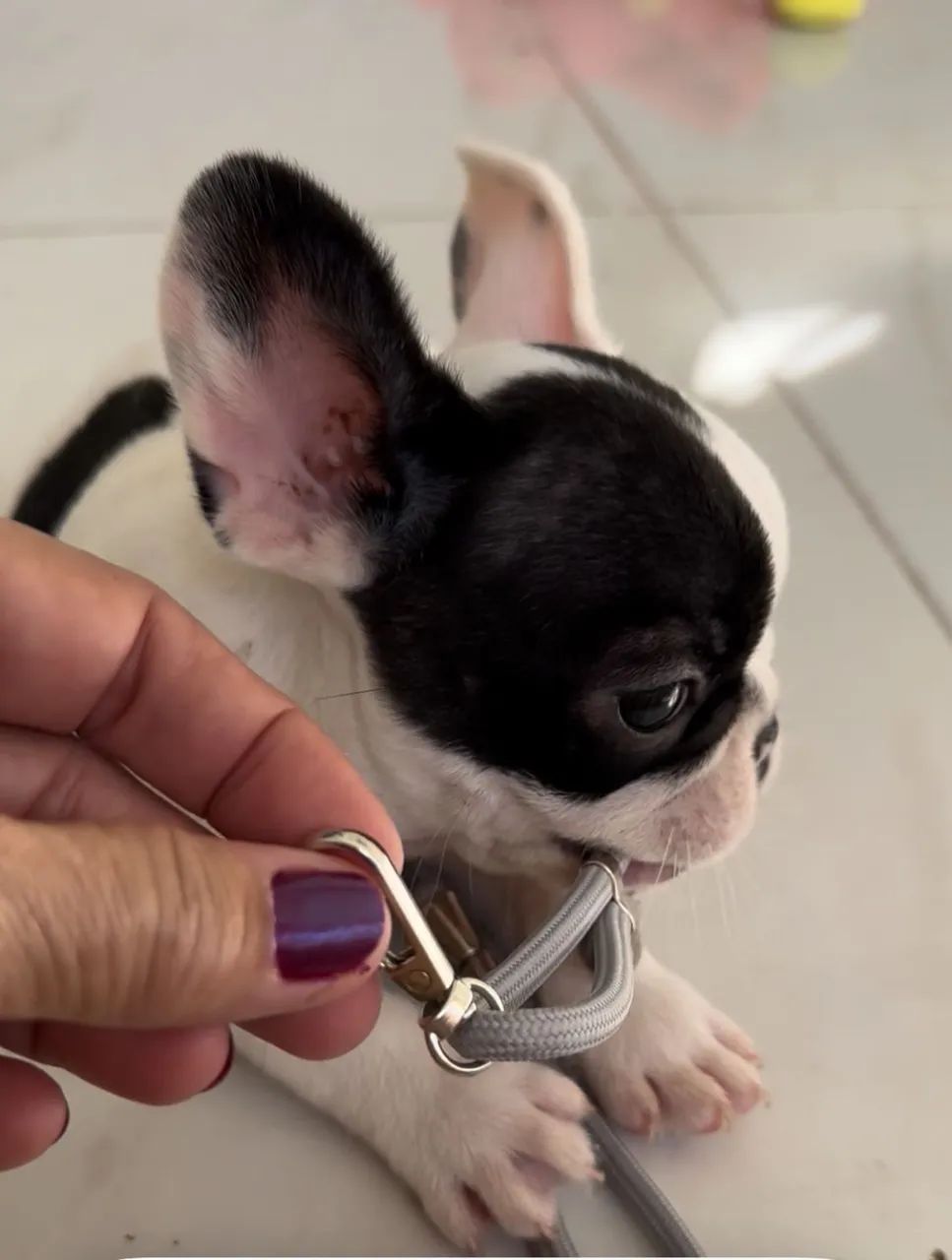 Buldogue francês macho