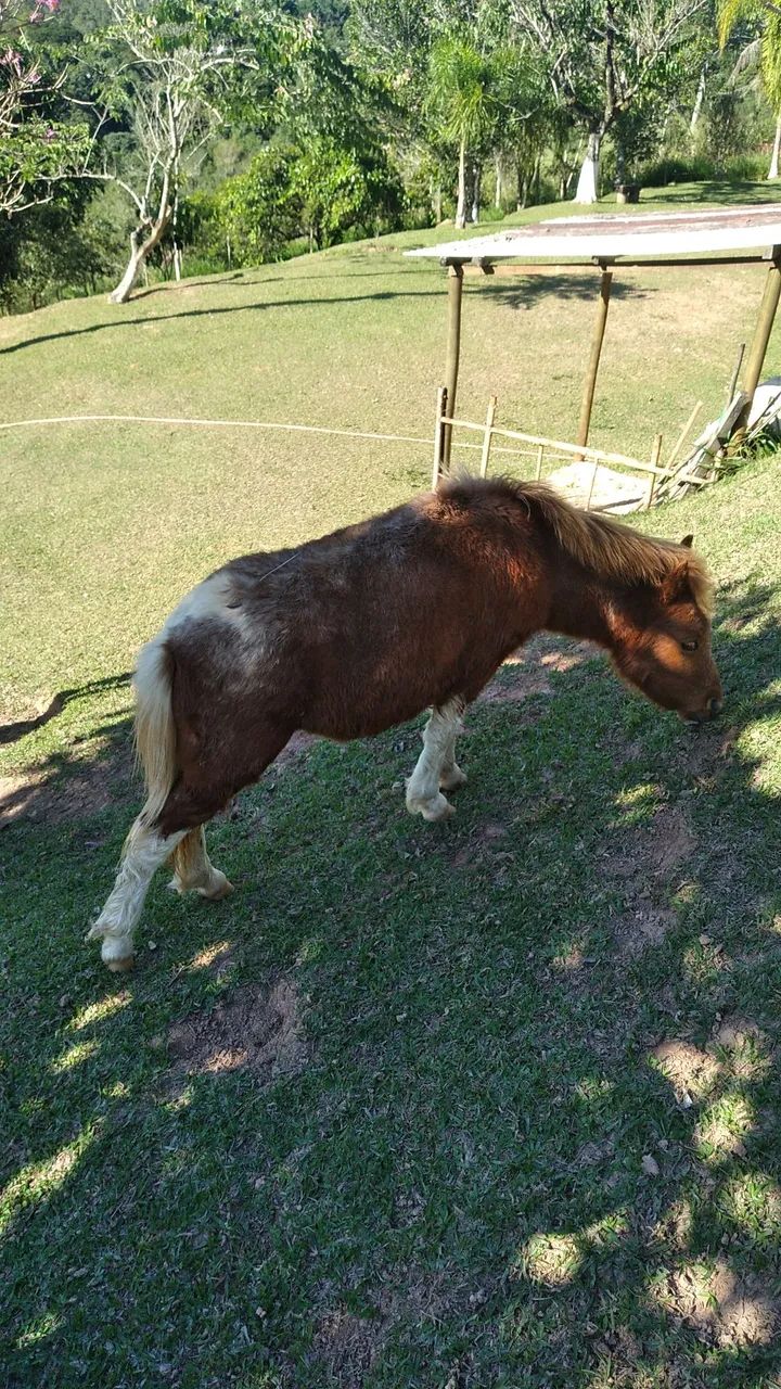 Mini pônei garanhão  - Foto 2