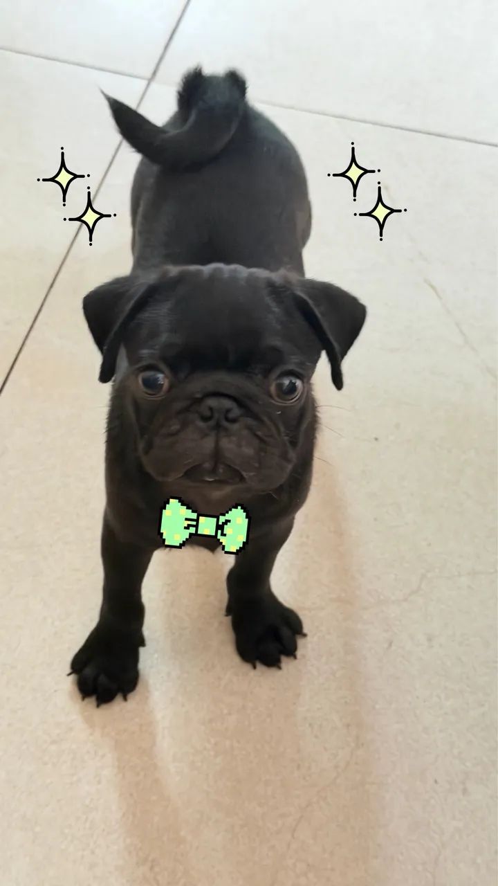 Filhote de Pug  - Foto 2
