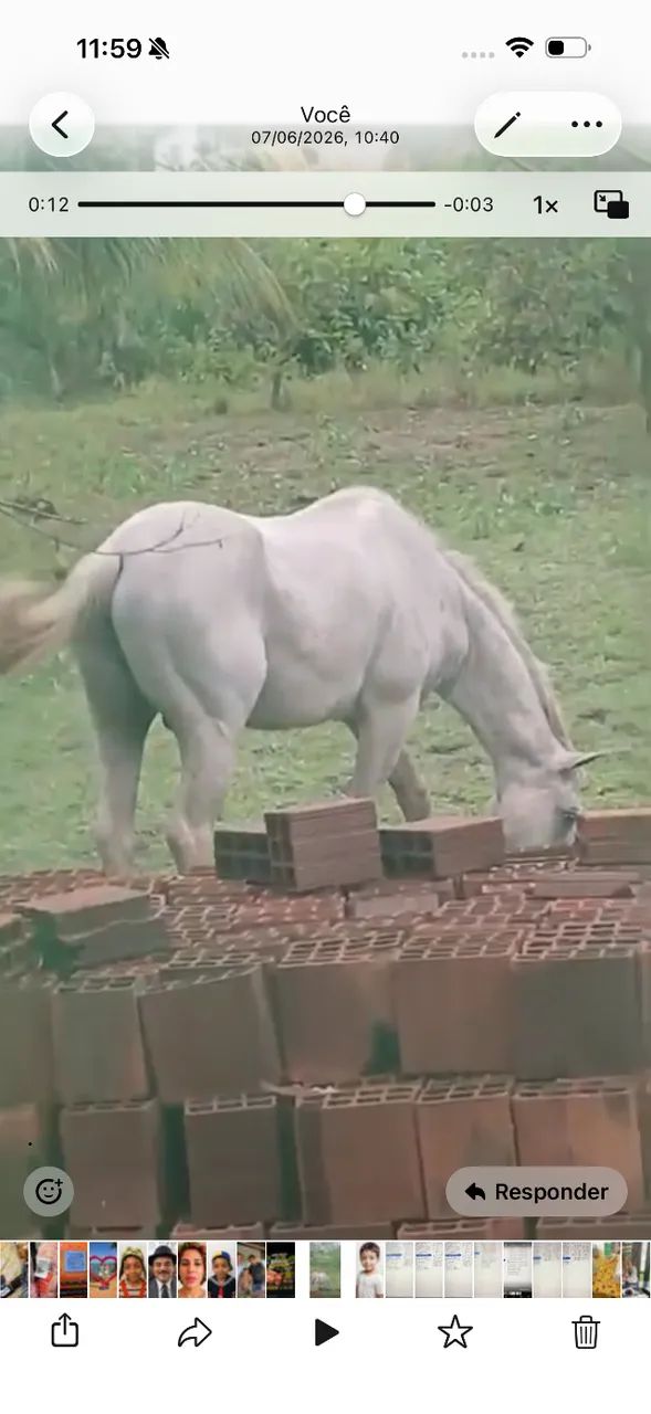 25.000,00 Cavalo Quarto de Milha 