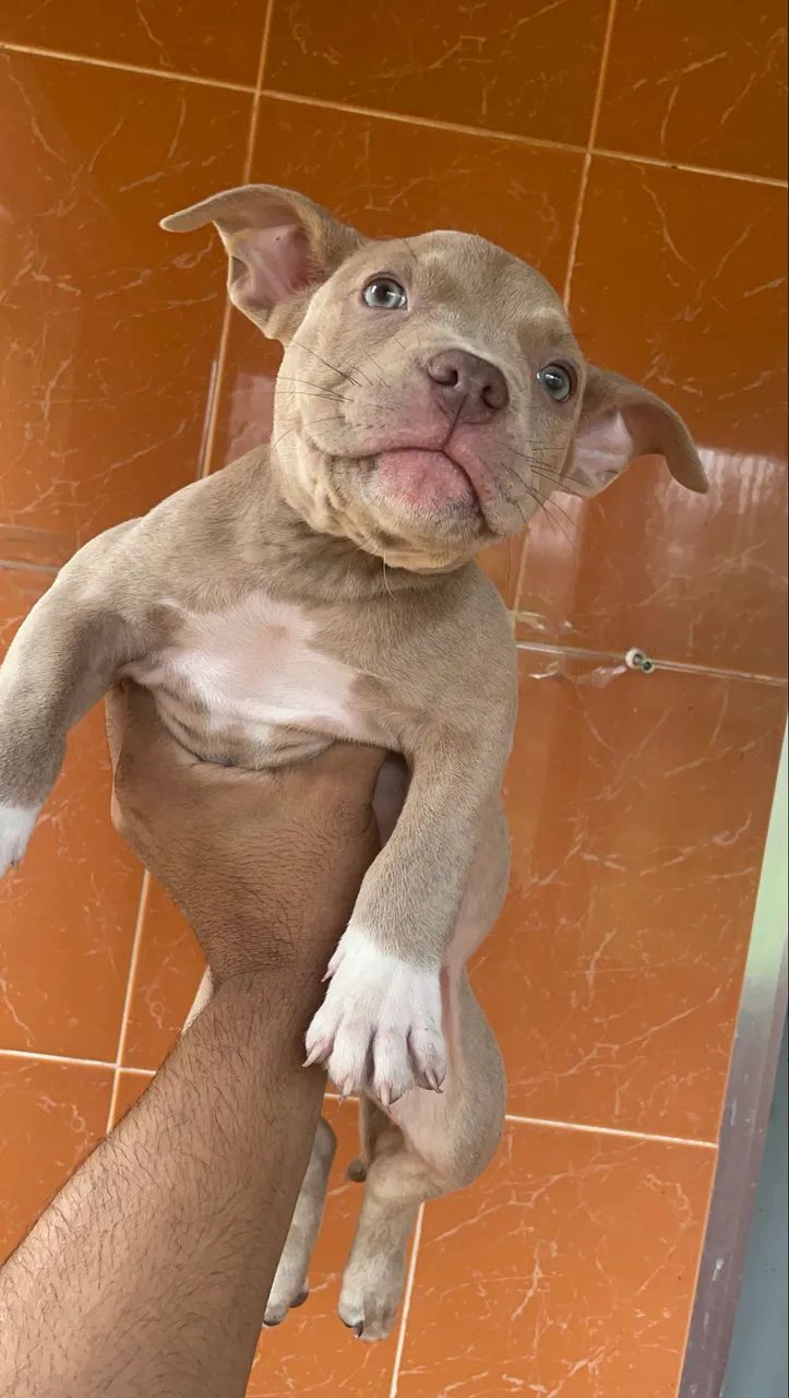 American Bully Pocket - Foto 4