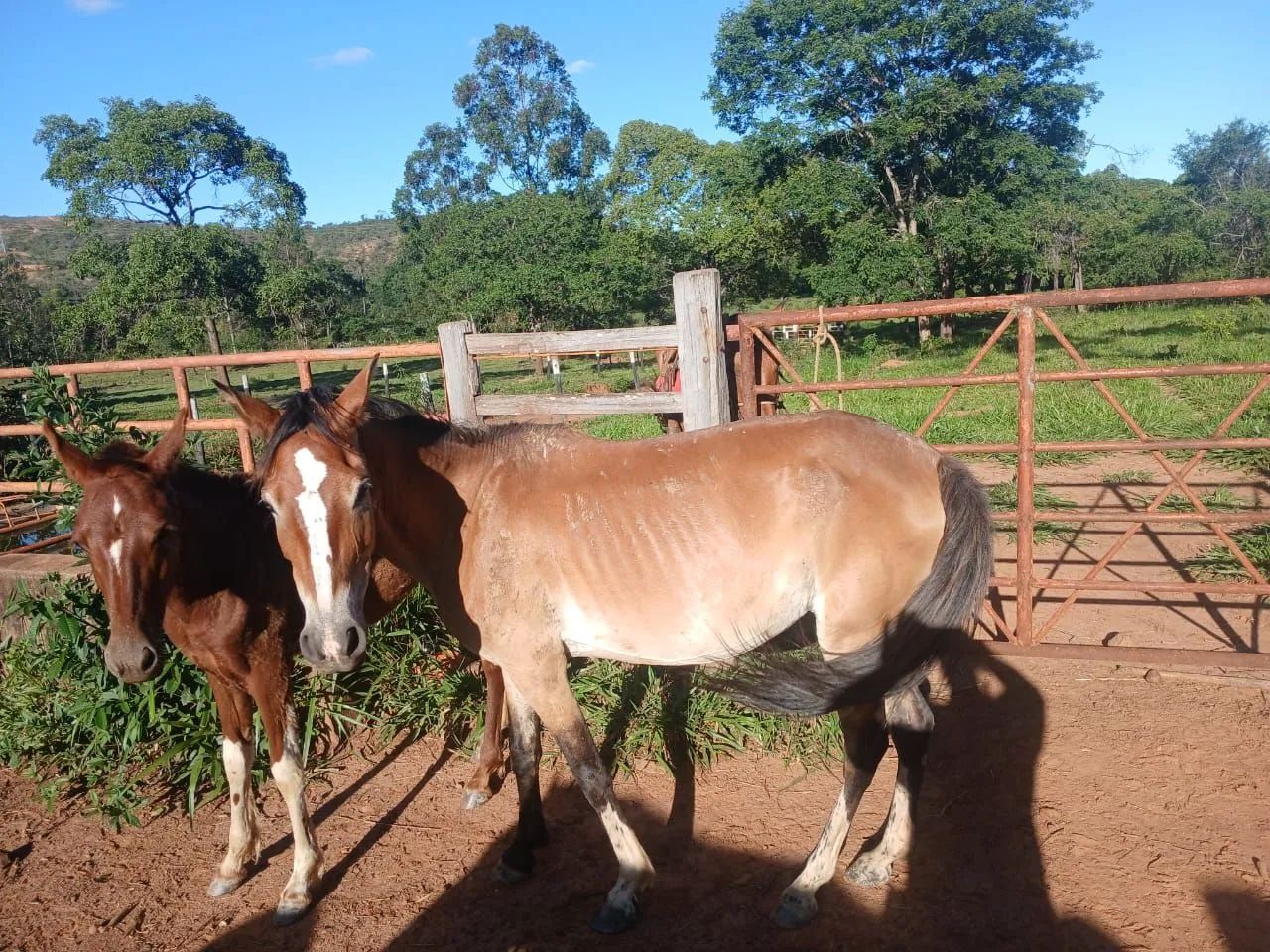 Égua mansa  - Foto 4