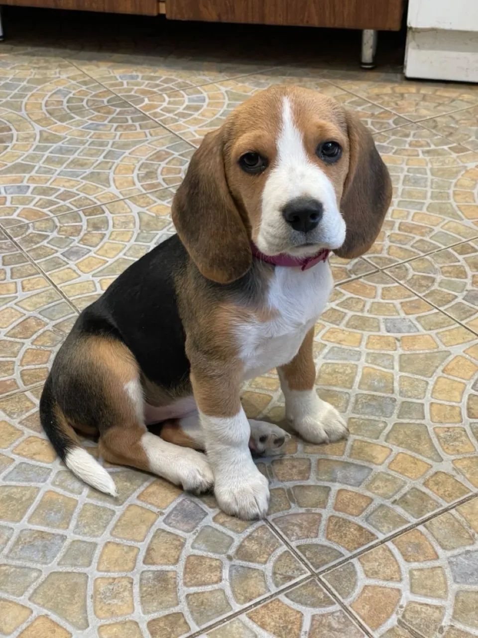 Beagle Vacinados e Disponíveis  - Foto 5